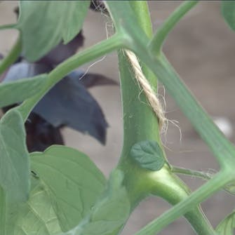 Oppbinding av tomater Oppbinding av tomater